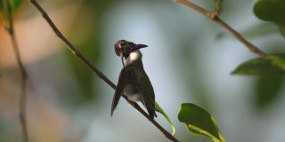 紫头蜂鸟伸出舌头做多次慢动作