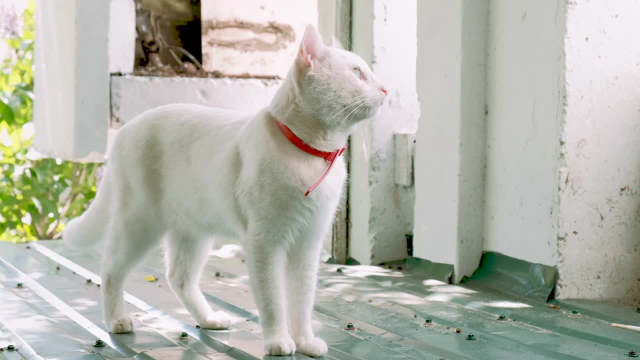 可爱好奇的白猫戴着红项圈站在屋顶上。猫的肖像。