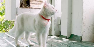 可爱好奇的白猫戴着红项圈站在屋顶上。猫的肖像。
