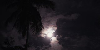 棕榈树背景下的满月。夜晚的月亮在多云的天空