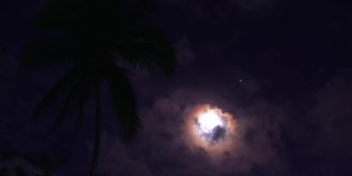 一轮明月藏在浓浓的云后。夜空中有棕榈树
