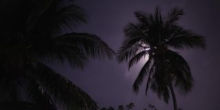 棕榈树背景下的满月。夜晚的月亮在多云的天空
