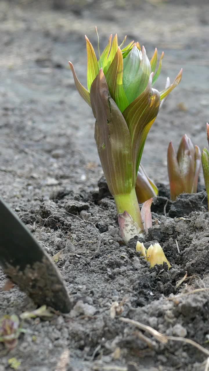 园丁双手用铲子在花园中生长的皇贝母花周围挖土。土壤的治疗。