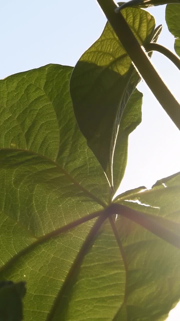 瓢虫在泡桐树上的叶子随风摇曳，飞走了