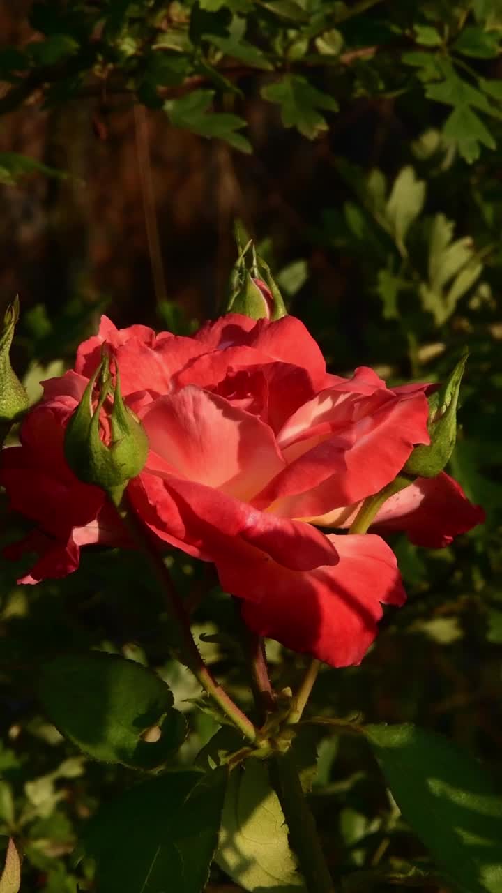 红橙花瓣的超级明星玫瑰与绿色的芽在花园里