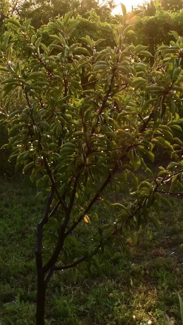 闪亮的水滴在夕阳中浇灌着花园的树
