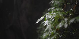 热带雨林和树叶的特写视频