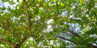 令人惊叹的底部向上低角度郁郁葱葱的绿色树叶树秋天的叶子与移动的云在阳光明媚的天空穿过热带雨林在热带夏天或春天阳光ray 4k cinemagraptimelapse
