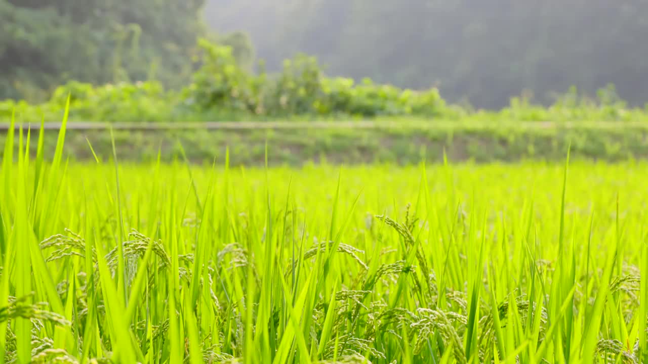 稻子在风中摇曳