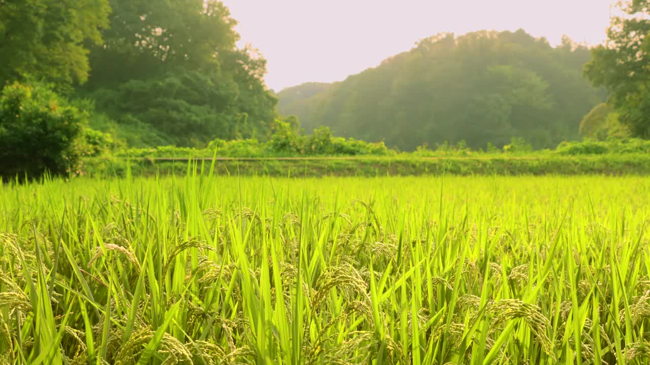 稻子在风中摇曳