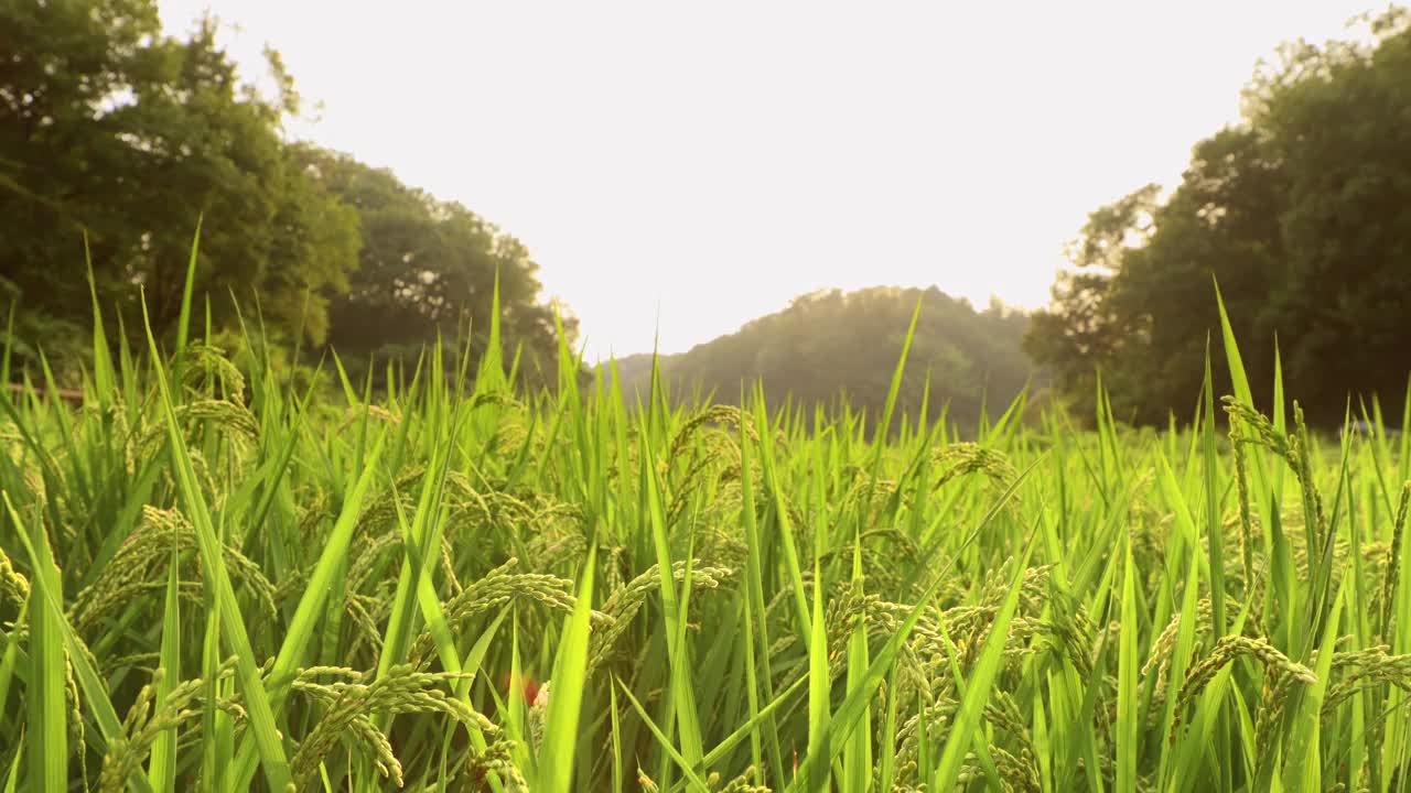 稻子在风中摇曳