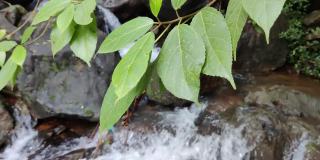 绿色植物叶子的特写镜头美丽的水通过岩石的背景下落。