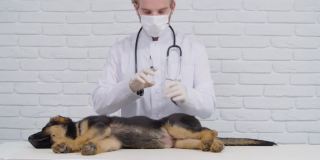 纯种小狗睡觉时兽医给注射