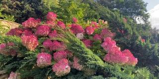 在一个美丽的公园里，粉红色的绣球花和翠绿的针叶树枝映衬着蓝天。