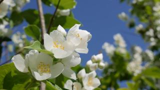 特写树枝与美丽的雪白茉莉花在蓝天的背景。盛开的茉莉花分支。植物、细节、自然视频素材模板下载