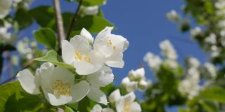 特写树枝与美丽的雪白茉莉花在蓝天的背景。盛开的茉莉花分支。植物、细节、自然