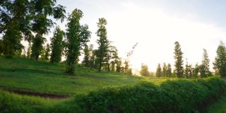 在去印度古吉拉特邦萨普塔拉的路上，早晨的阳光透过森林中美丽的绿色树木。早晨，阳光透过树木照射下来。