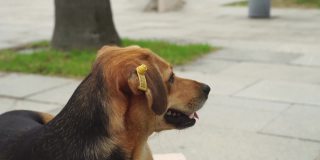 流浪狗在公园里躺着休息。耳朵里有芯片标签的狗。