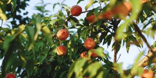 桃子在郁郁葱葱的桃树上。天然、有机、美味的水果。油桃是桃子的一种。五颜六色的水果在树上准备在夏天收获