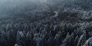 云杉森林在冬季早晨的高角度视图