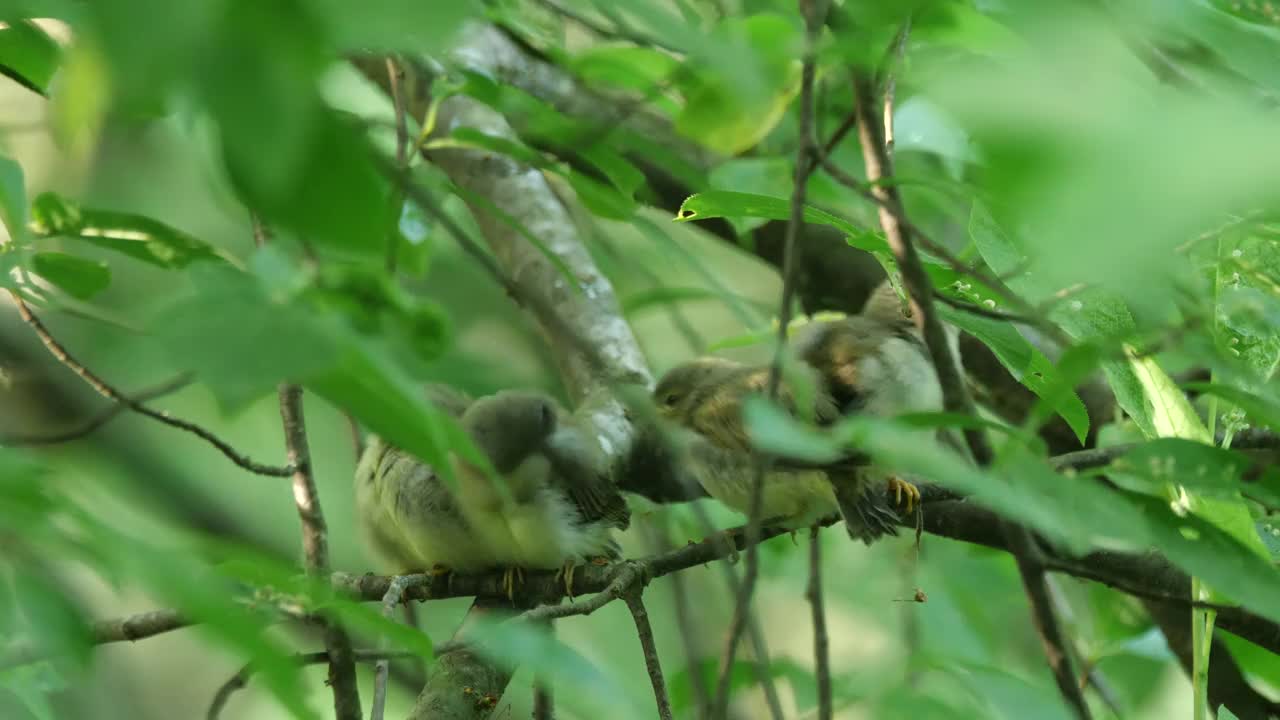 白俄罗斯普通糠(Phylloscopus collybita)对雏鸟的摄食