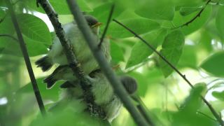 白俄罗斯普通糠(Phylloscopus collybita)对雏鸟的摄食视频素材模板下载
