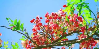 爪哇决明子或粉红色淋浴树或苹果树或彩虹淋浴树在夏天盛开