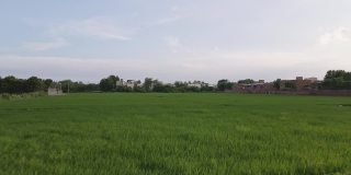 航拍前进的绿色稻田，印度农村