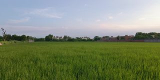 航拍视频特写绿色稻田，印度农村