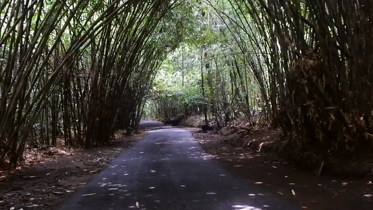 公路之间郁郁葱葱的竹林，Bangli，巴厘岛
