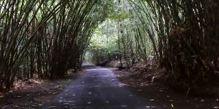 公路之间郁郁葱葱的竹林，Bangli，巴厘岛