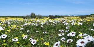 开普敦西海岸国家公园里五颜六色的雏菊。