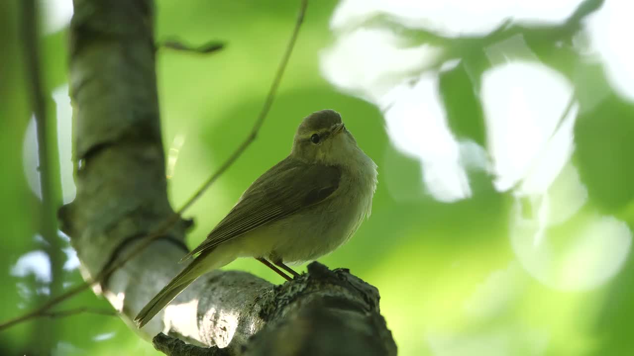 白俄罗斯，春天常见的糠鸟歌唱