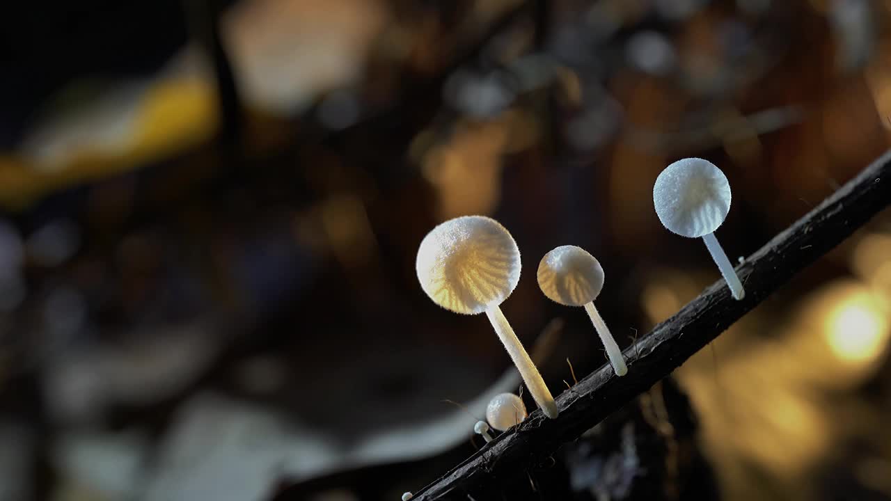 森林里的小蘑菇