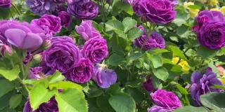 夏日的花园里，朵朵玫瑰簇拥在蓝天白云之下。美丽的玫瑰，粉红色，黄色，紫色，白色，五颜六色。繁茂的佛罗里达玫瑰在阳光明媚的夏日在公园里盛开。天堂的玫瑰花园。