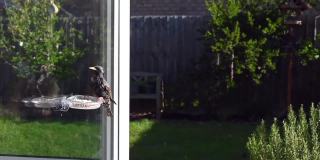 慢镜头欧椋鸟飞向和从窗口喂食器进食