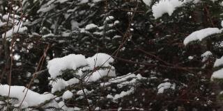 厚厚的积雪覆盖的树木