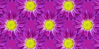 菊花在紫色背景移动马赛克。无缝循环动画花卉图案