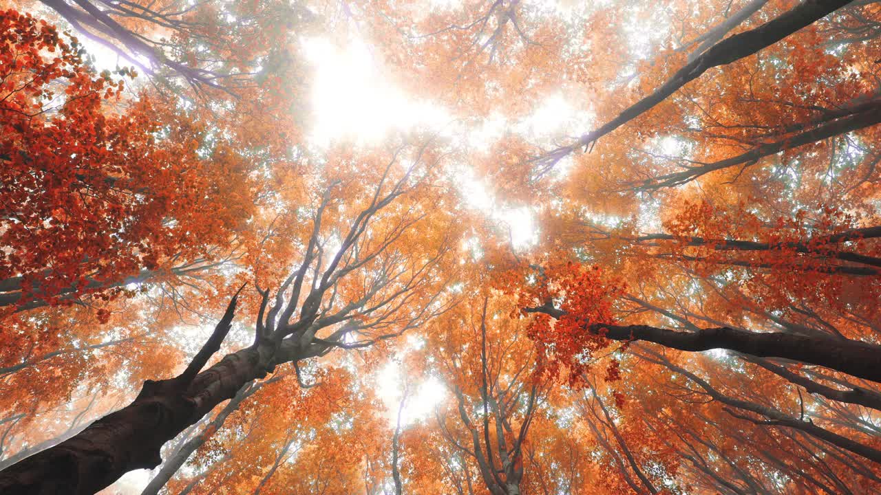 神秘的森林。秋天的树林在雾中