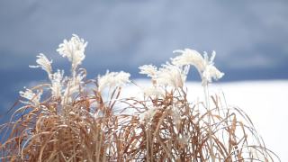 冬季白色蓬松的干燥杂草视频素材模板下载
