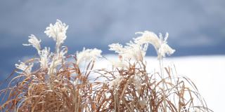 冬季白色蓬松的干燥杂草