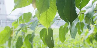 雨水雨水滴在绿叶植物上，热带森林的雨天，绿色自然生态理念