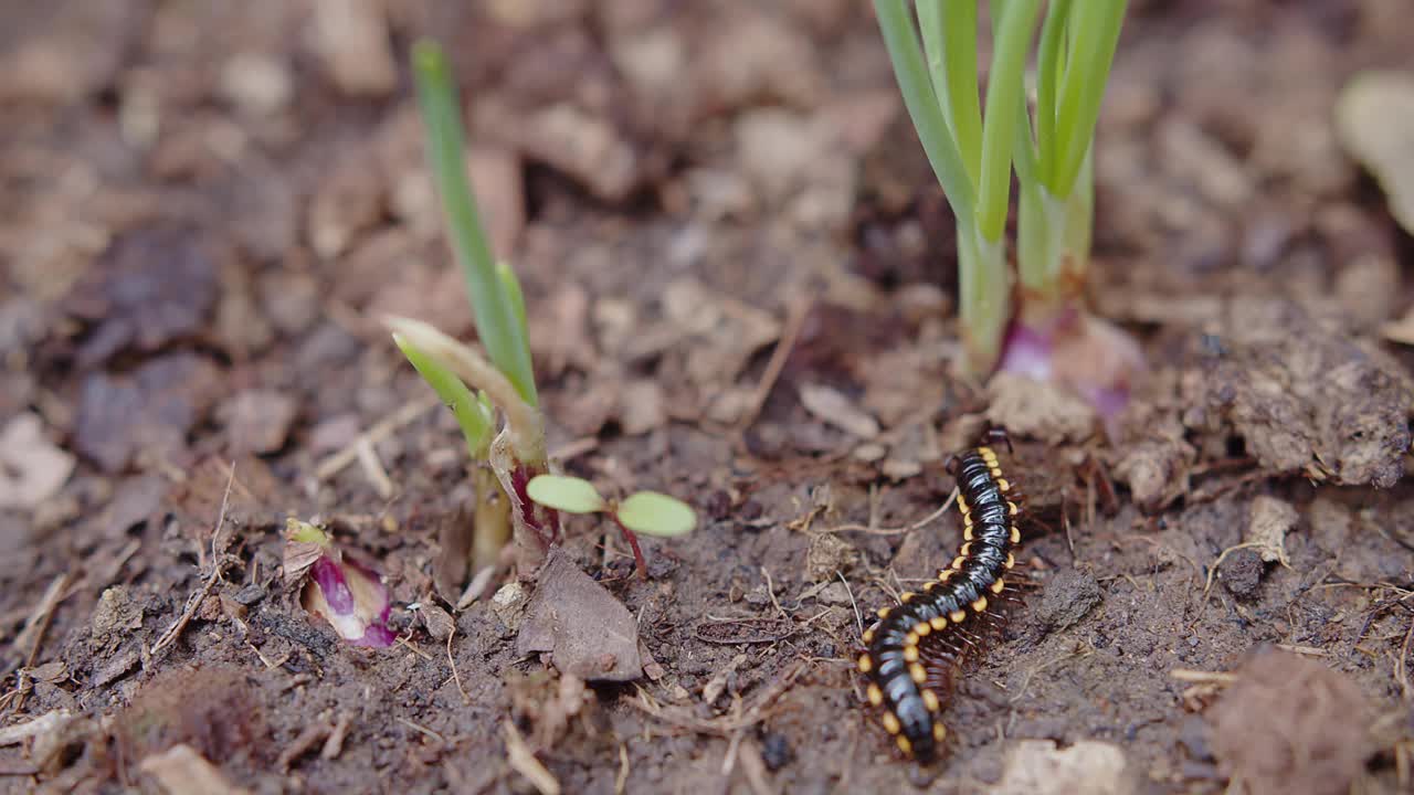 黄斑千足虫走过花园的泥土地面，动物野生昆虫在自然界