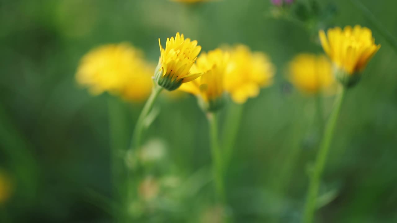 绚丽的花朵