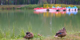 城湖岸边的鸭子们正安静地休息，在小舟上清理着羽毛，对岸有一个码头，码头上有各种颜色的游船