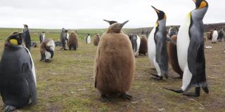 福克兰群岛上的小帝企鹅