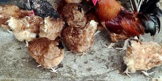 母鸡吃种子。散养的鸡吃谷物。鸡在外面。在户外农场动物。