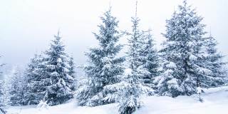 冰雪覆盖的树木构成了美丽的冬季景观。冬天的山。