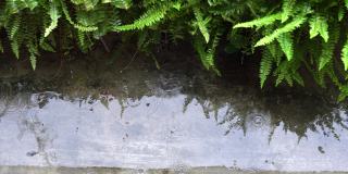 下雨天，地上有绿叶和水。水面上的倒影。