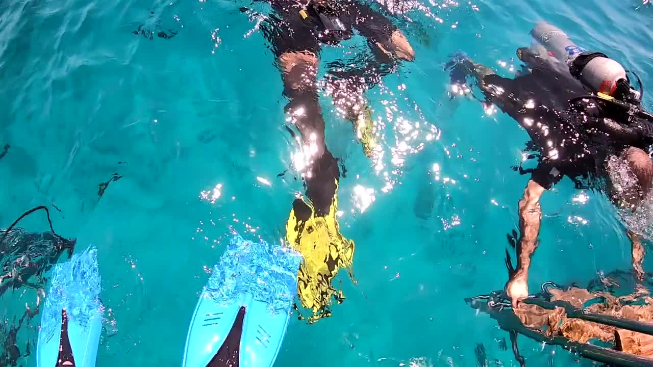 一群潜水员在水下参加水肺潜水课程